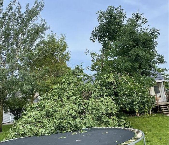 Photo of tree damaged by wind in Bellefontaine, OH